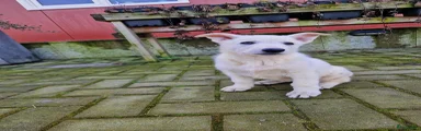 Zwitserse Witte Herdershond Puppy 3