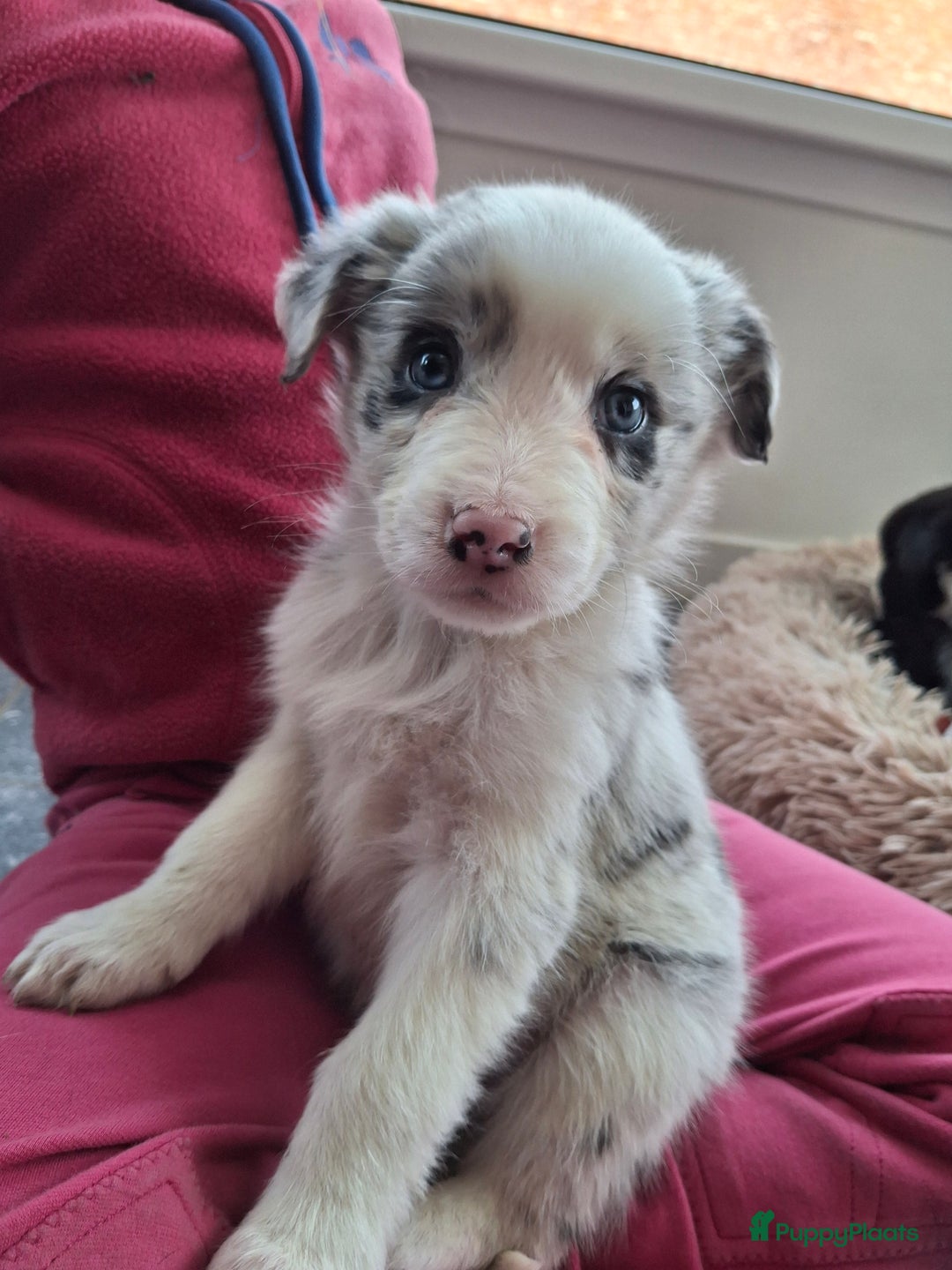 Australian Shepherd honden te koop: Raszuiver Australian Shepherd pups op de boerderij - Advertentie 6