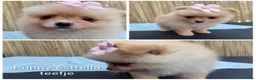 Pomeriaan honden te koop: Schattige Pommeriaan Puppy's  - Advertentie 15