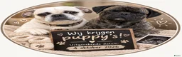 Retromops honden te koop: Prachtig nest Retromopsen  - Advertentie 1