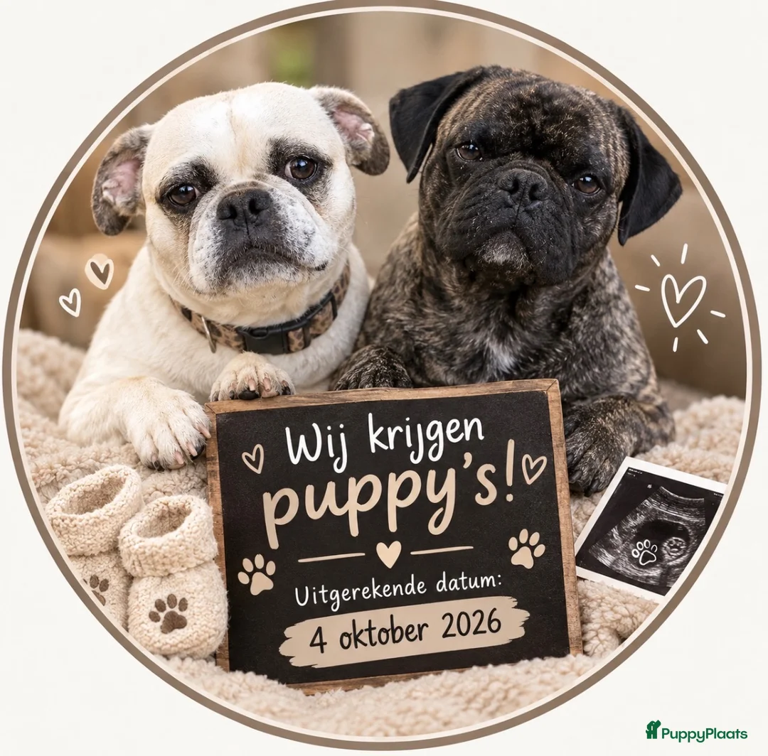 Retromops honden te koop: Prachtig nest Retromopsen  - Advertentie 1