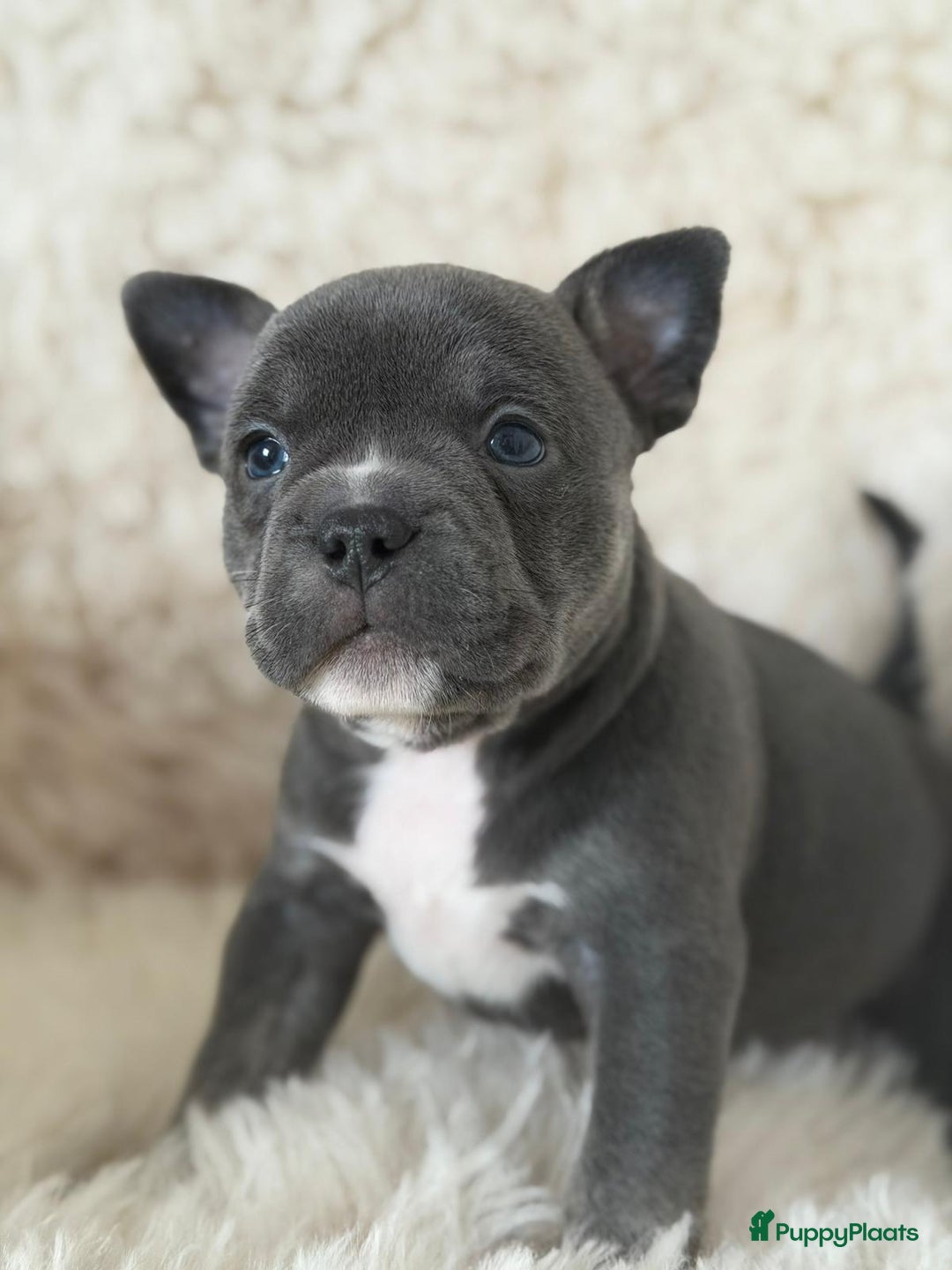 Amerikaanse Bully honden te koop: American Bully micro/pocket  - Advertentie 12