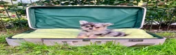 Pomchi honden te koop: Schattige pomchi reutjes zoeken fijn huisje - Advertentie 7