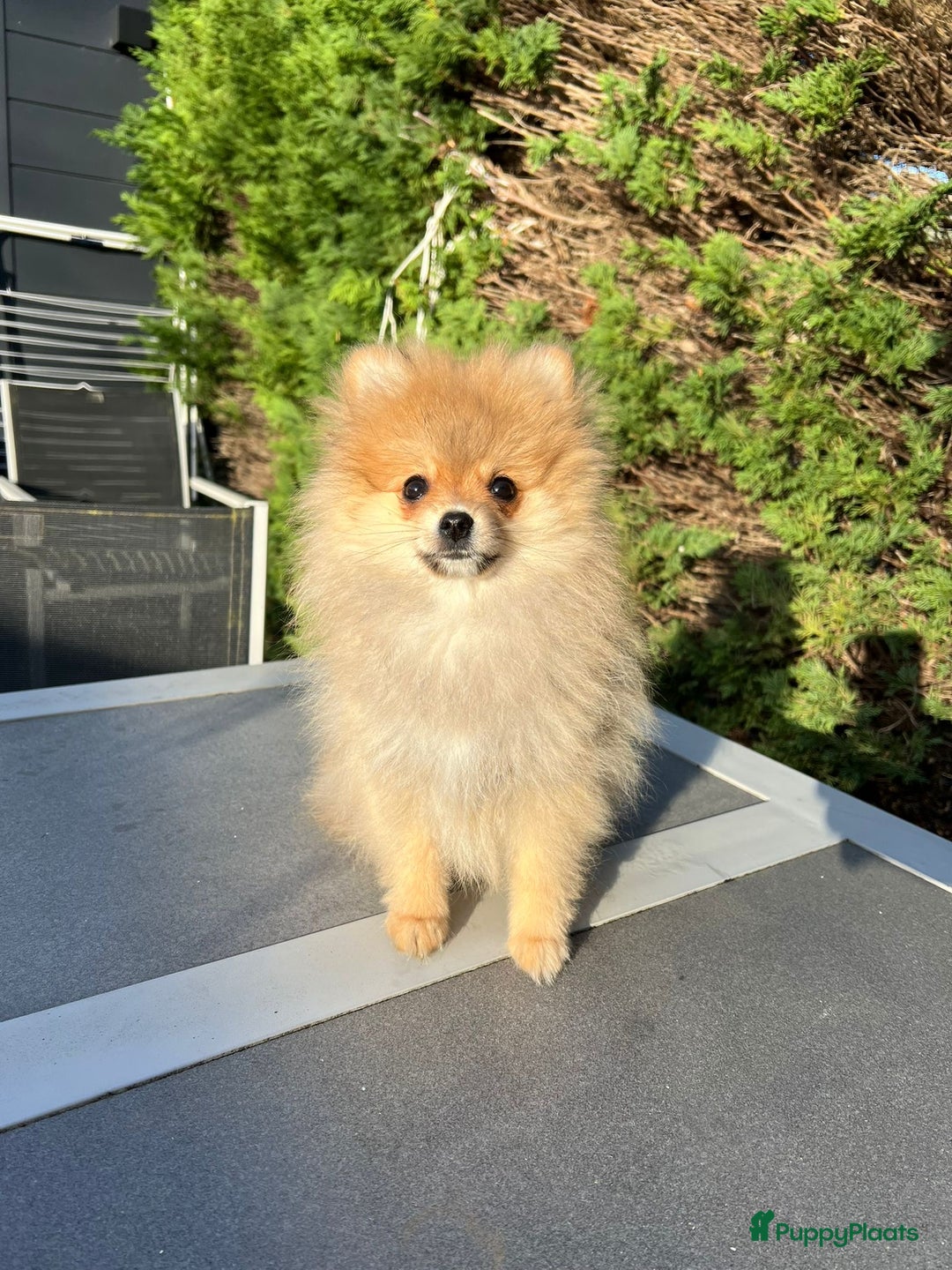 Pomeriaan honden te koop: Schattige Pomeranian reu pup – 3 maanden - Advertentie 4