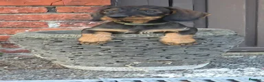 Ruwhaar Teckel 5