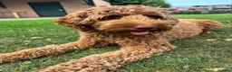 Labradoodle honden te koop: Labradoodle pups  - Advertentie 24
