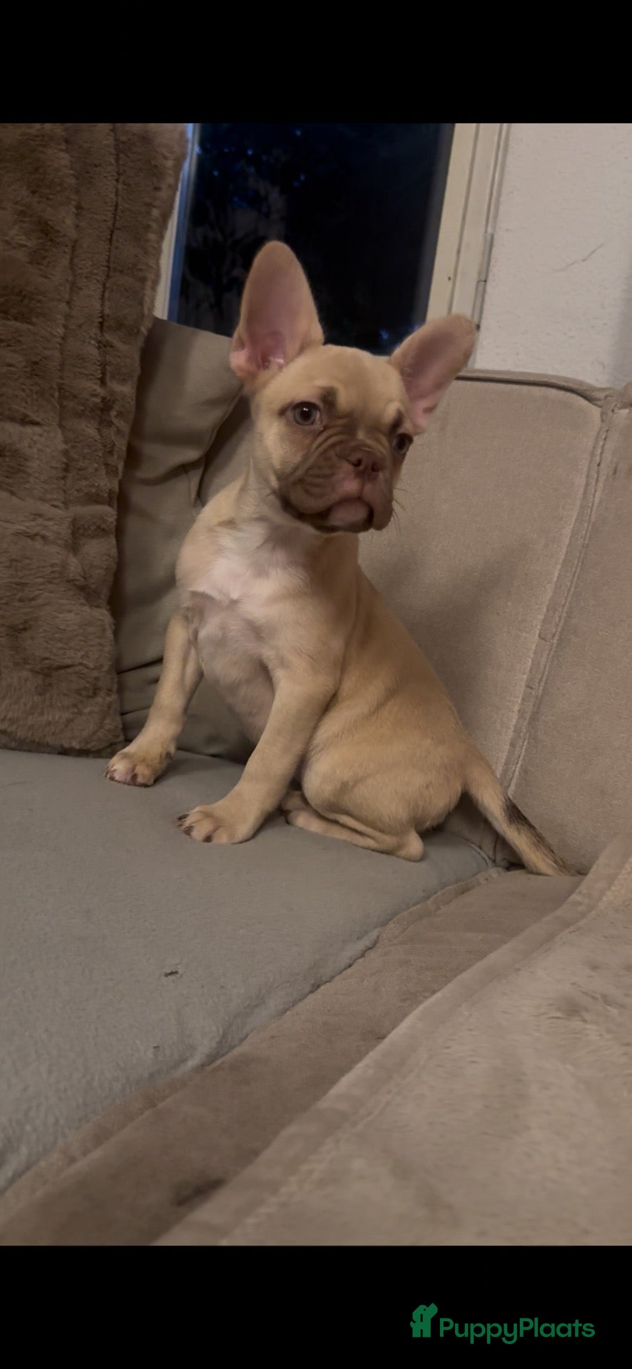 Franse Bulldog honden Franse Bulldog reutje met stamboom  - Advertentie 1