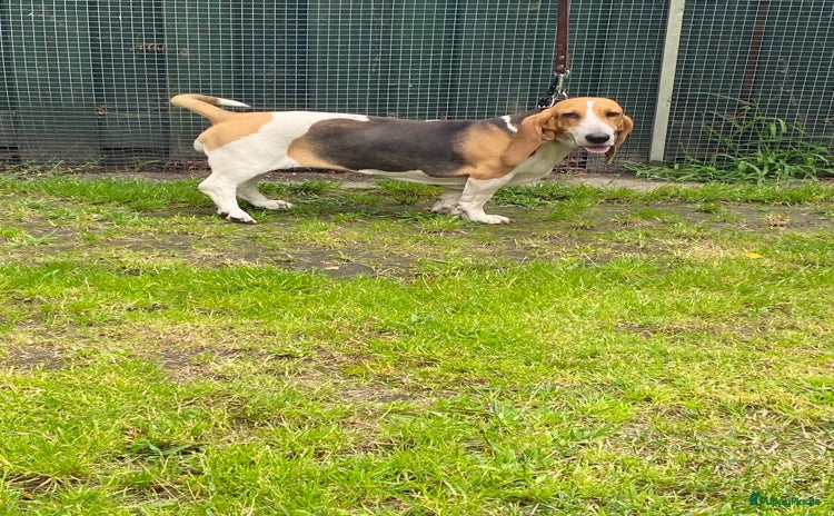 Basset Artesien Normand honden - Advertentie 13