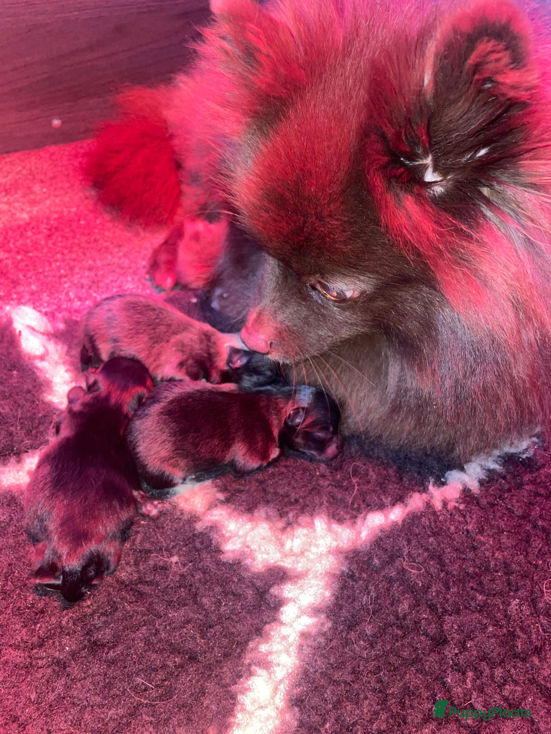 Pomeriaan honden te koop: prachtige pomeriaan pups te koop 1 reutje 1 teefje - Advertentie 15