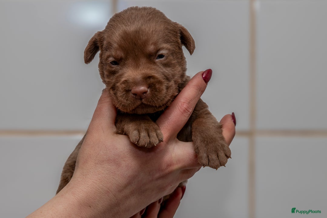 Labrador Retriever honden te koop: Raszuiver labrador pups mogen naar nieuw huisje  - Advertentie 14