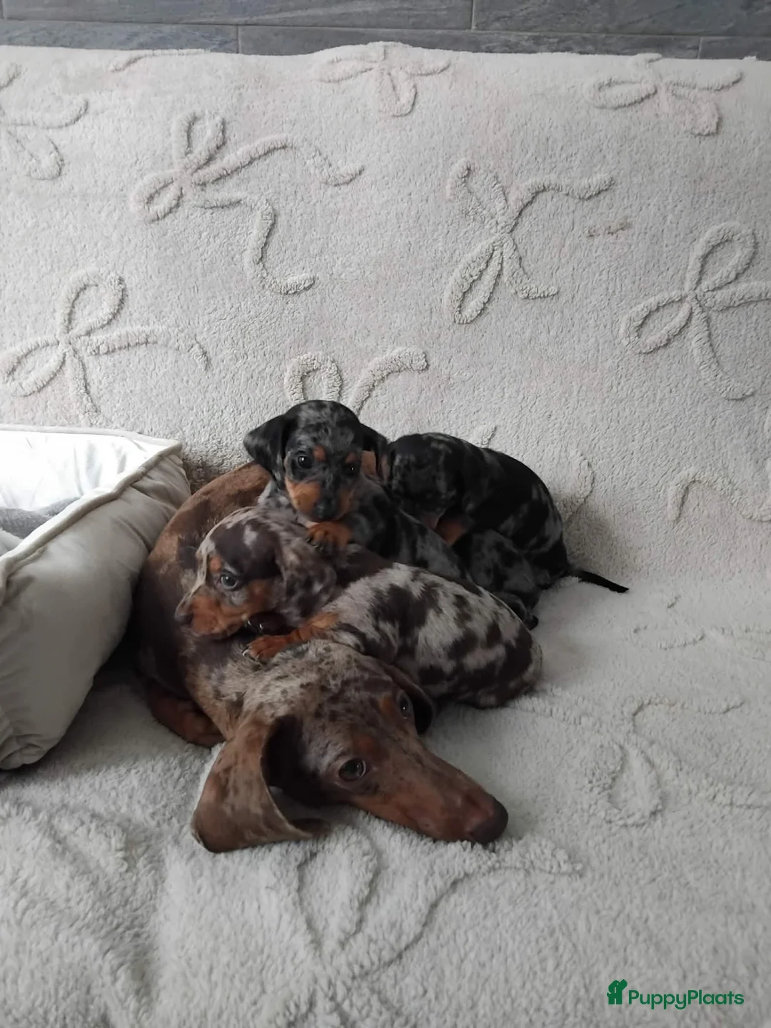 Dwergteckel honden te koop: Dwerg teckel harlequins. - Advertentie 2