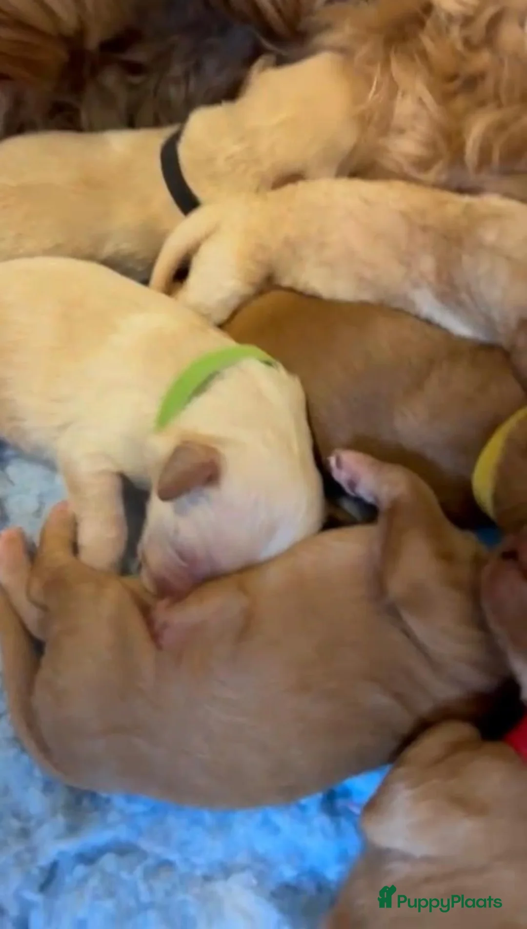 Australian Labradoodle honden te koop: Australian labradoodle (medium) - Advertentie 10