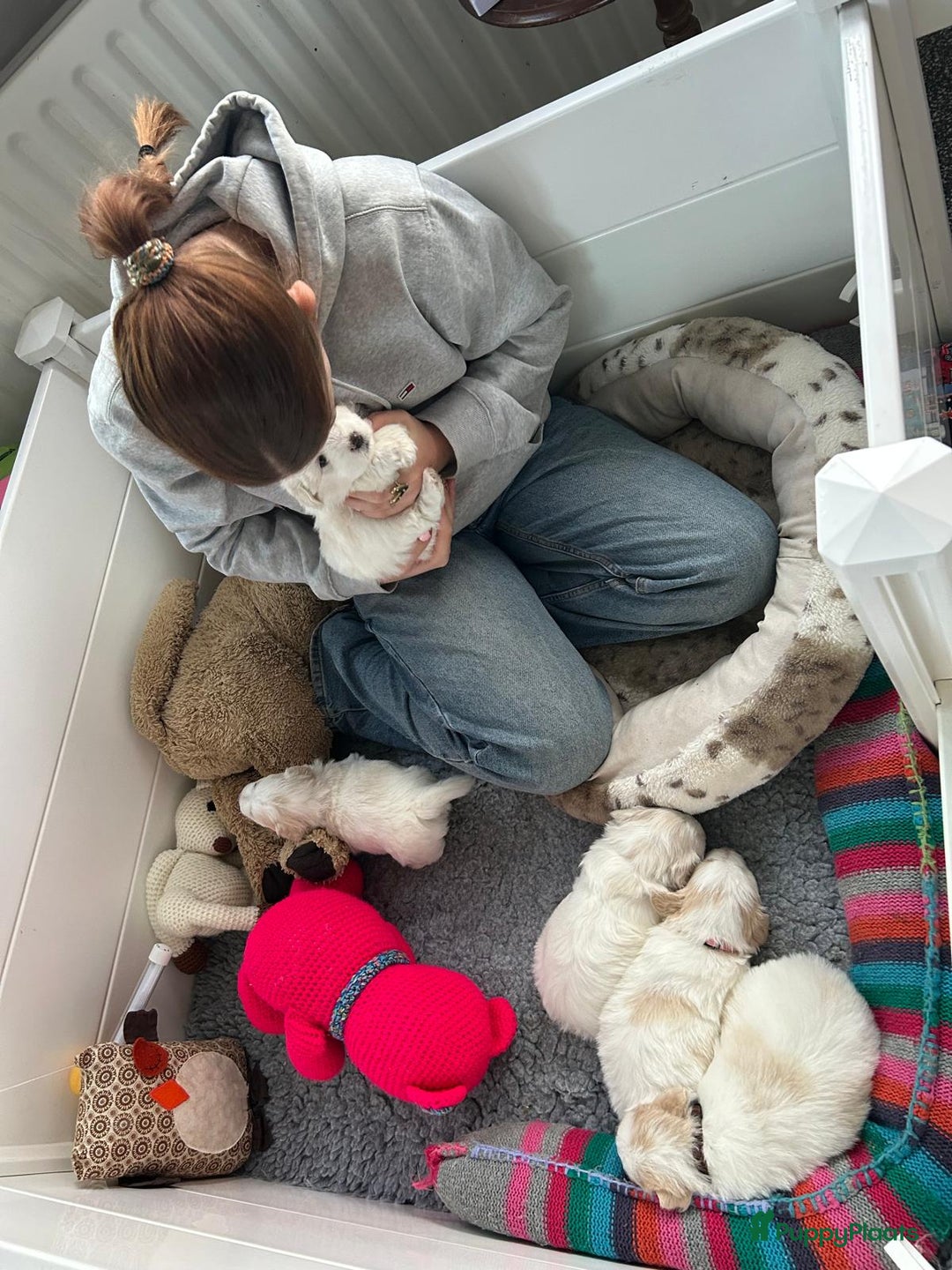 Coton De Tuléar honden te koop: Coton de Tulear pups  - Advertentie 16