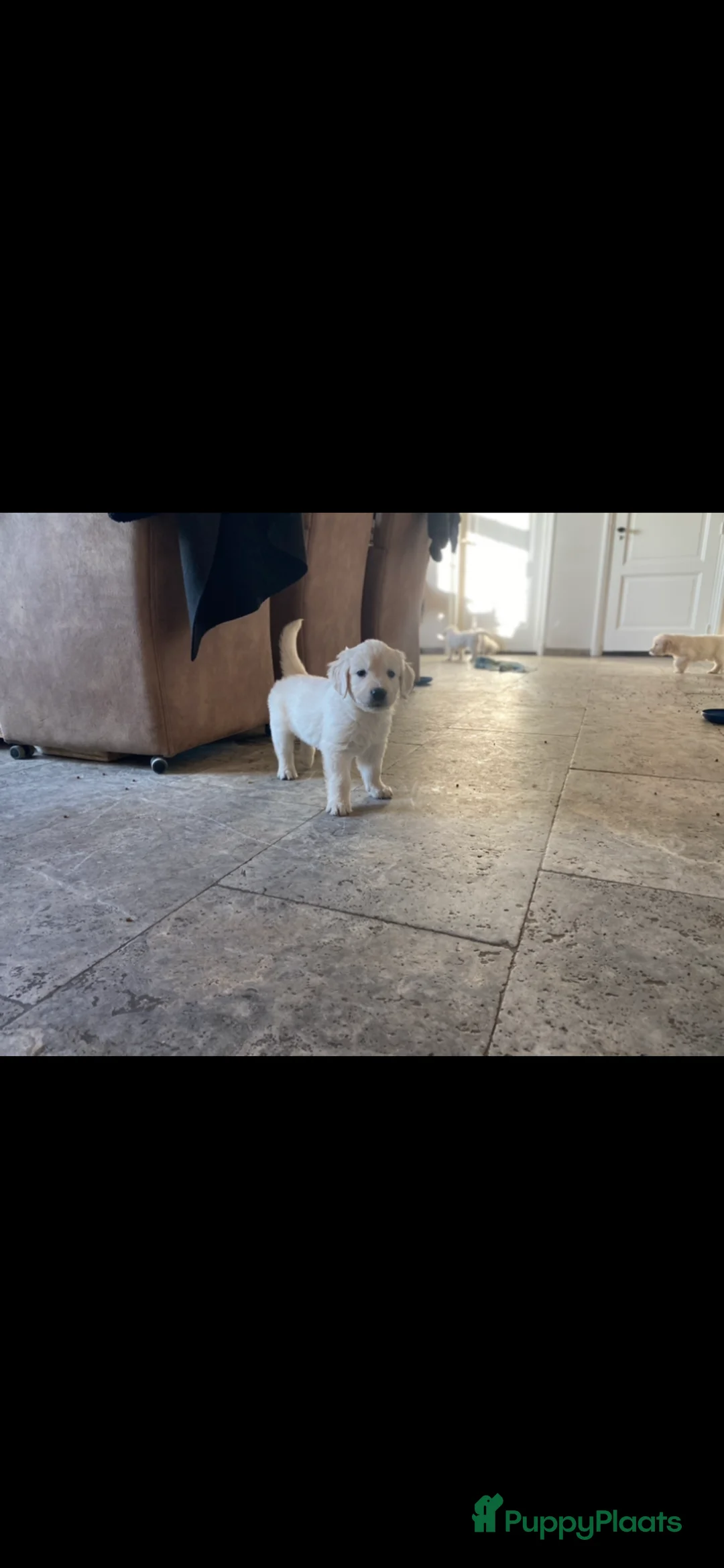 Golden Retriever honden te koop: Golden retiever pups - Advertentie 7