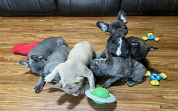 Franse Bulldog honden ter adoptie: Franse bulldog-puppy's ter adoptie - Afbeelding 1