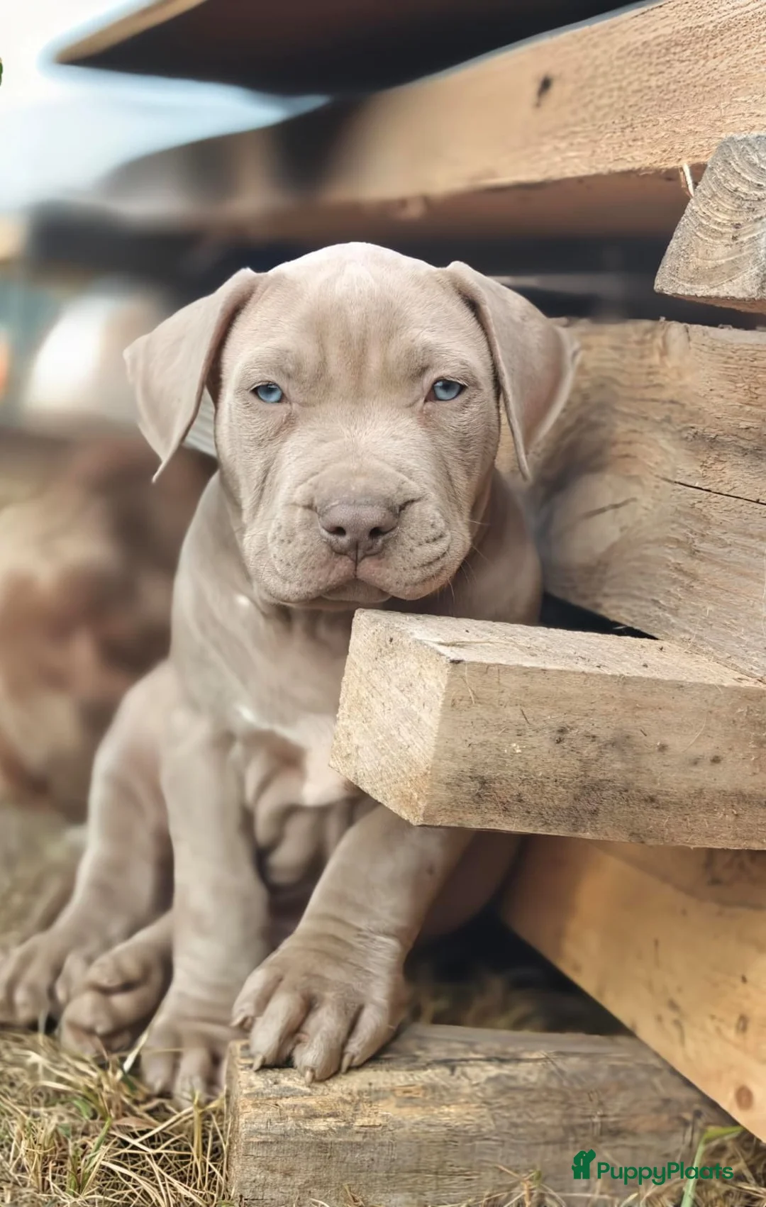 Amerikaanse Bully honden te koop: American bully XXl  - Advertentie 9