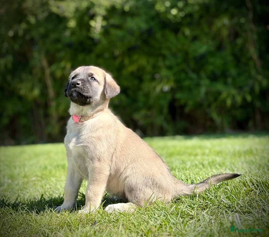 Kruising honden te koop: Golden Retriever x Turkse Herder pups  - Advertentie 1
