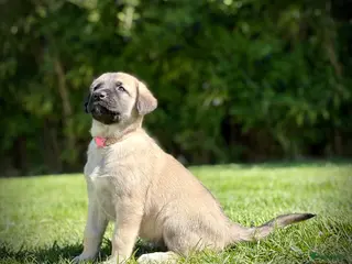 Kruising honden Golden Retriever x Turkse Herder pups - Advertentie 3
