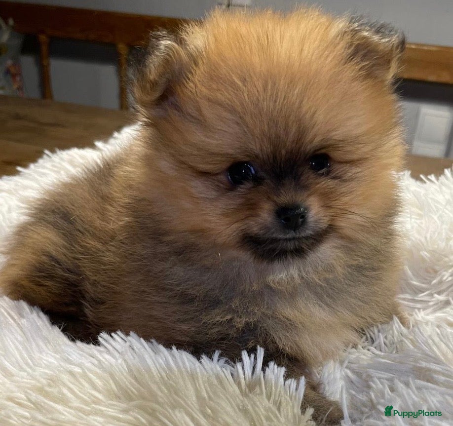 Pomeriaan honden Knappe lieve Pomeriaan pup orange sable 7 wk - Advertentie 1