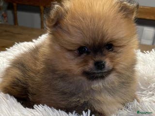 Pomeriaan honden Knappe lieve Pomeriaan pup orange sable 7 wk - Advertentie 1