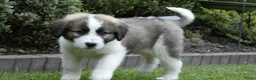 Kruising honden te koop: Pyreneeën mastiff pup teef - Advertentie 2