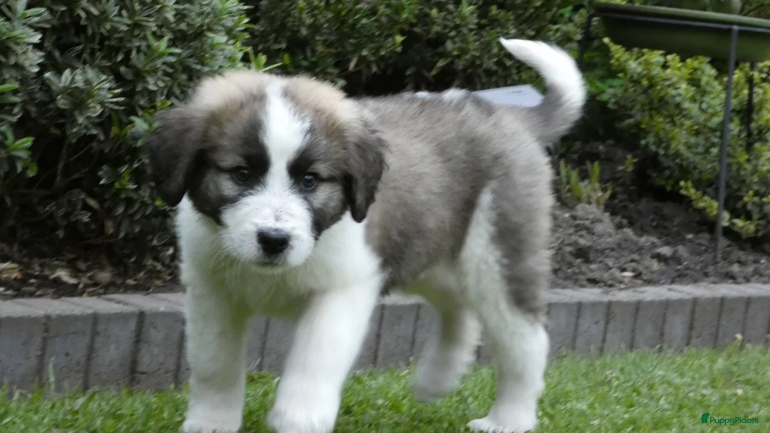 Kruising honden te koop: Pyreneeën mastiff pup teef - Advertentie 2