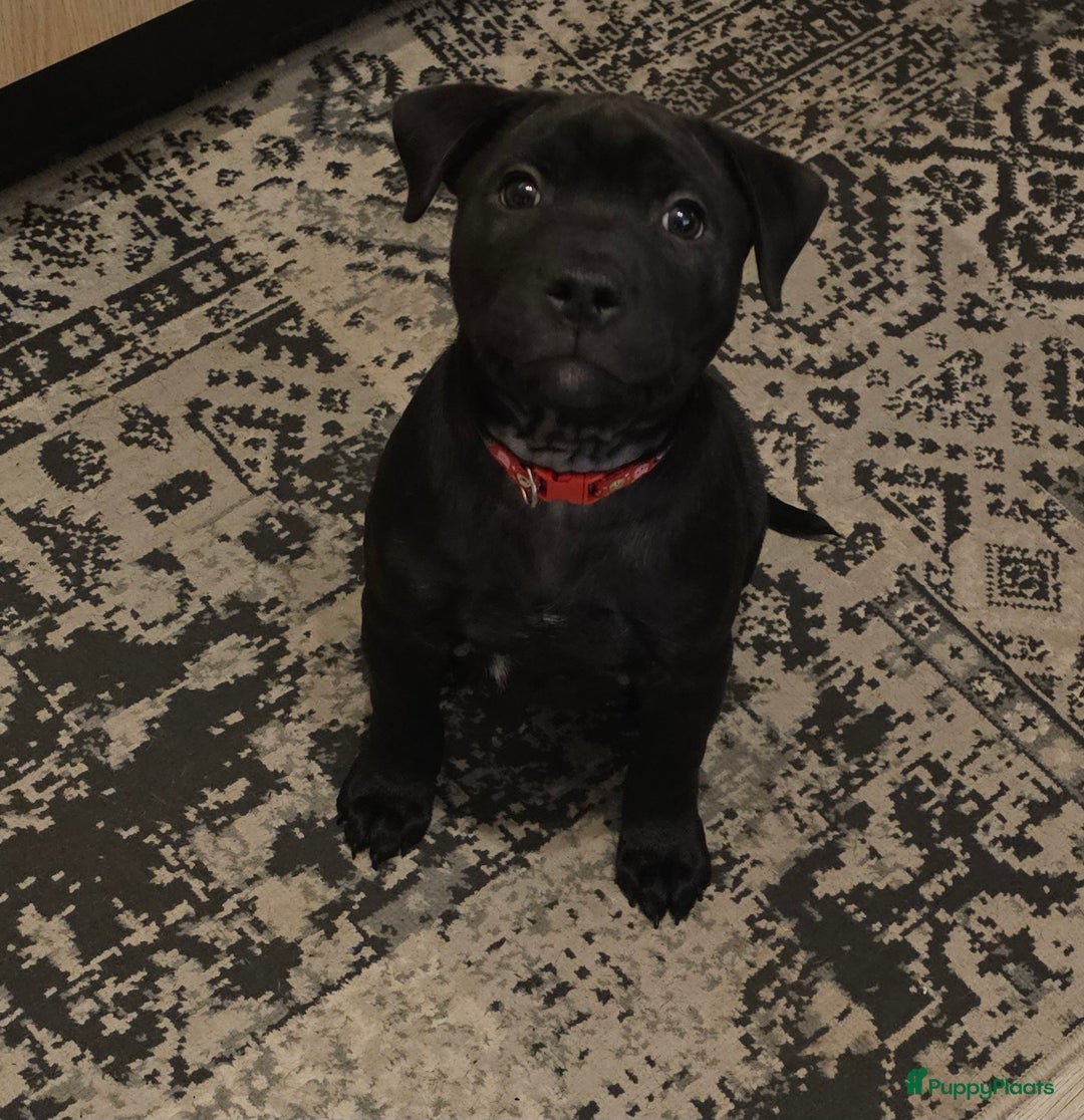 Engelse Stafford honden te koop: Engelse Staffordshire Bull terrier, Laatse Pup! - Advertentie 1
