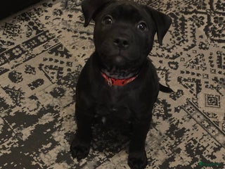 Engelse Stafford honden te koop: Engelse Staffordshire Bull terrier, Laatse Pup! - Advertentie 1