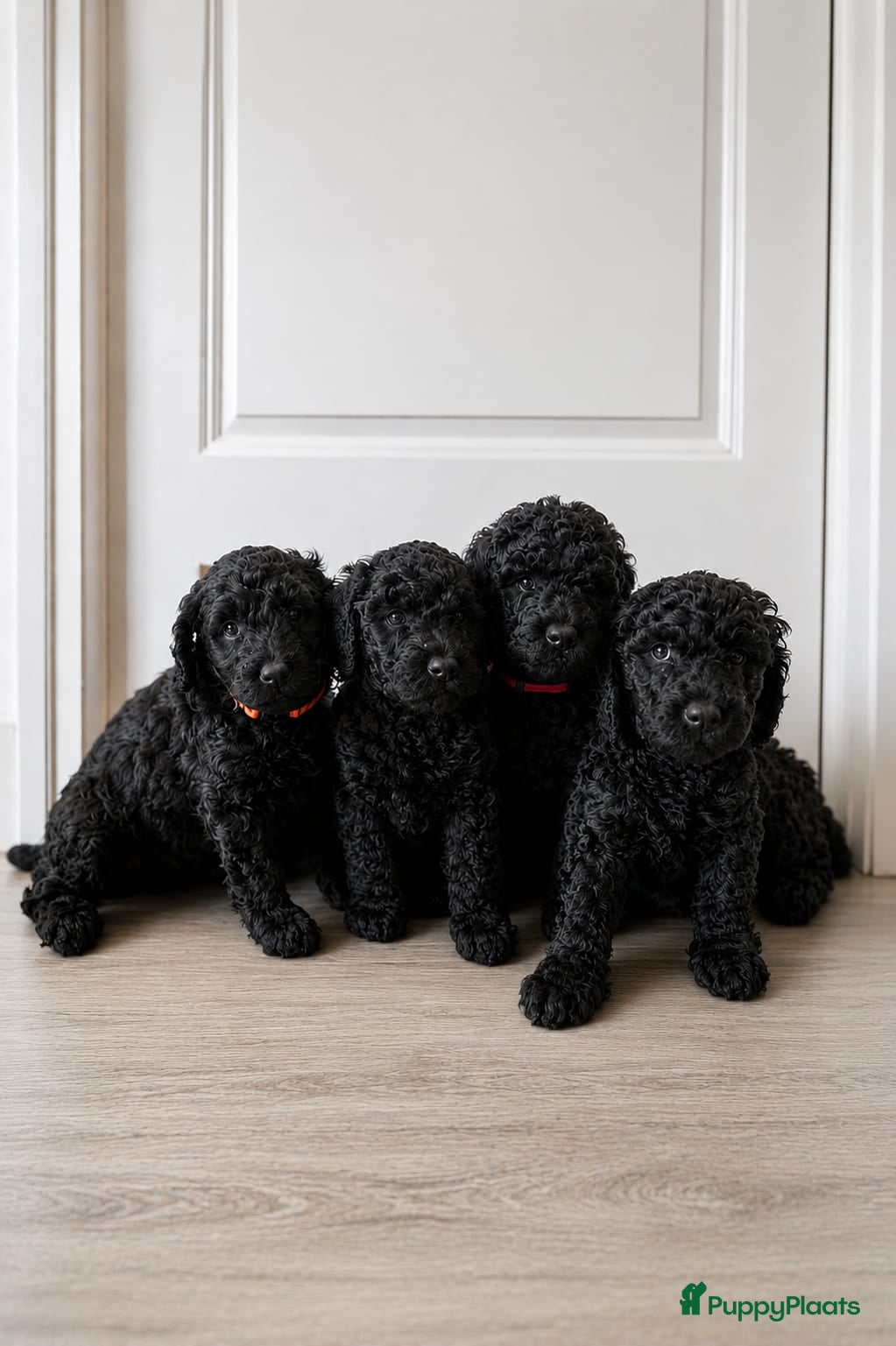 Labradoodle honden te koop: Prachtige Labradoodle pups mogen verhuizen  - Advertentie 11