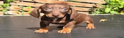 Dwergteckel honden te koop: Knapste teckel pups - Advertentie 11