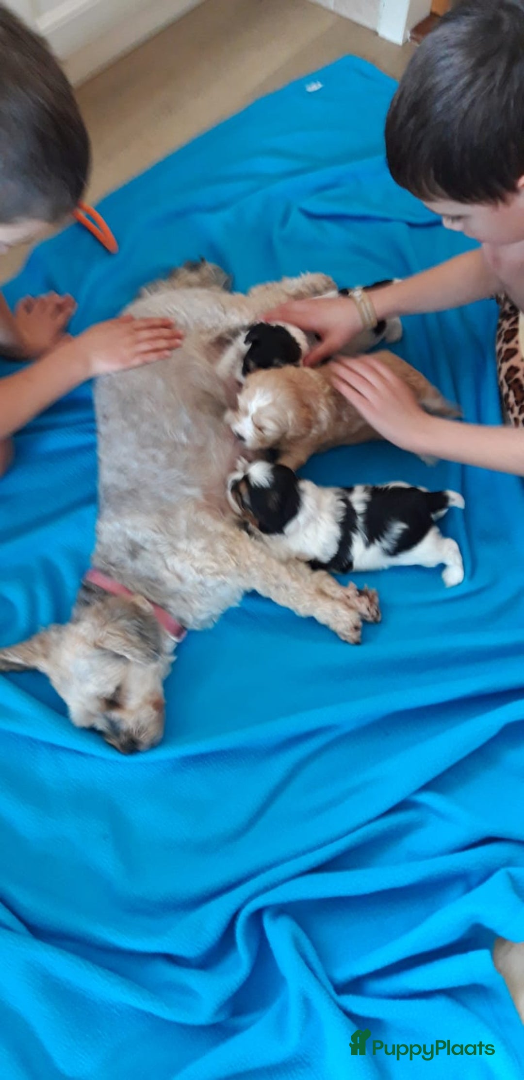 Kruising honden te koop: Schattige Boomer Puppy's - Advertentie 13