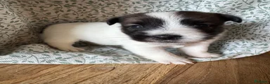 Jack Russel Terriër 1
