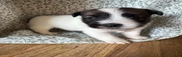 Jack Russel Terriër honden te koop: Jack Russel pups te koop met stamboom - Advertentie 4