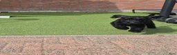 Labradoodle honden te koop: LAATSTE labradoodle pup🩵 - Advertentie 5