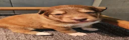 Kruising honden te koop: Toller x Aussie - Advertentie 6