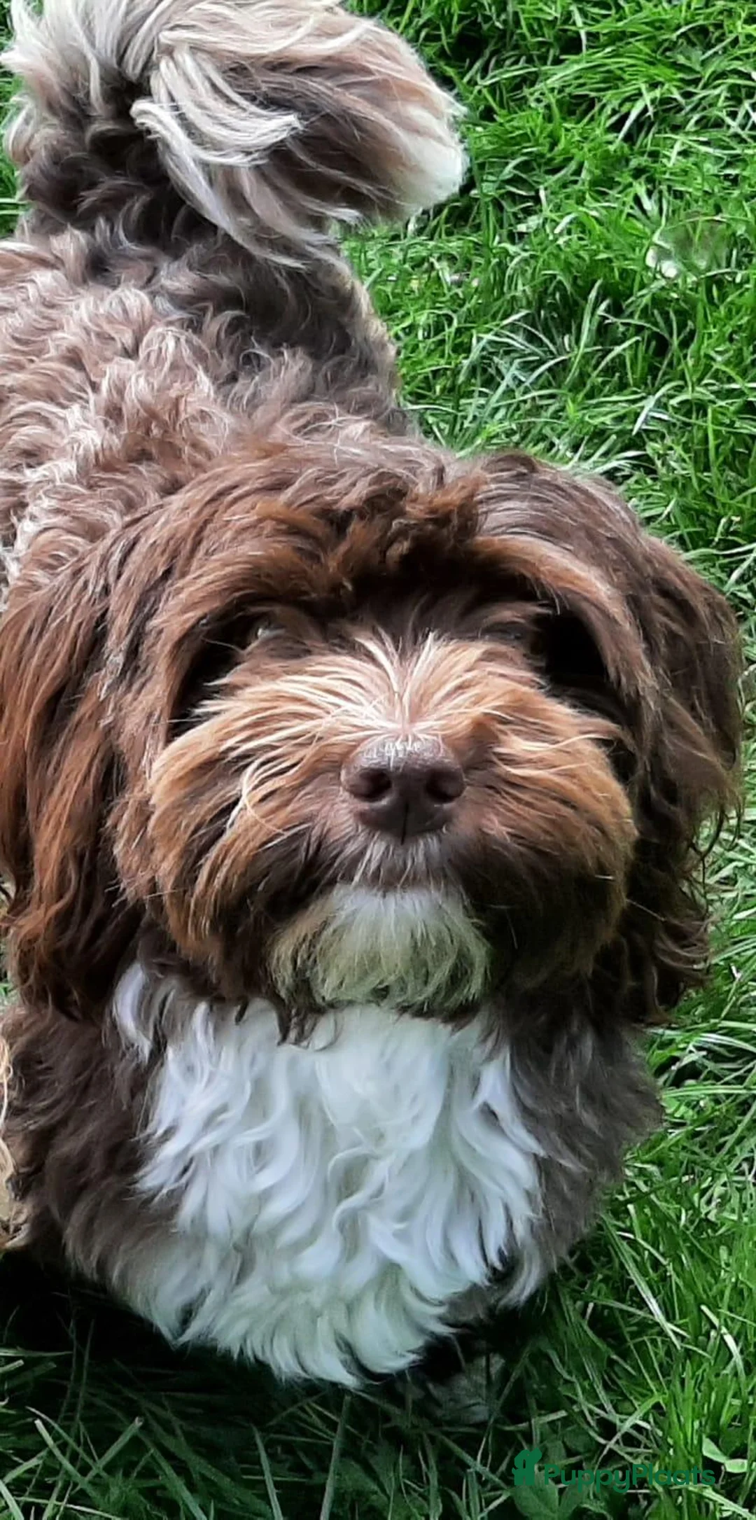Havanezer honden te koop:  havanezerpups van geteste ouders met fci stamboom - Advertentie 2