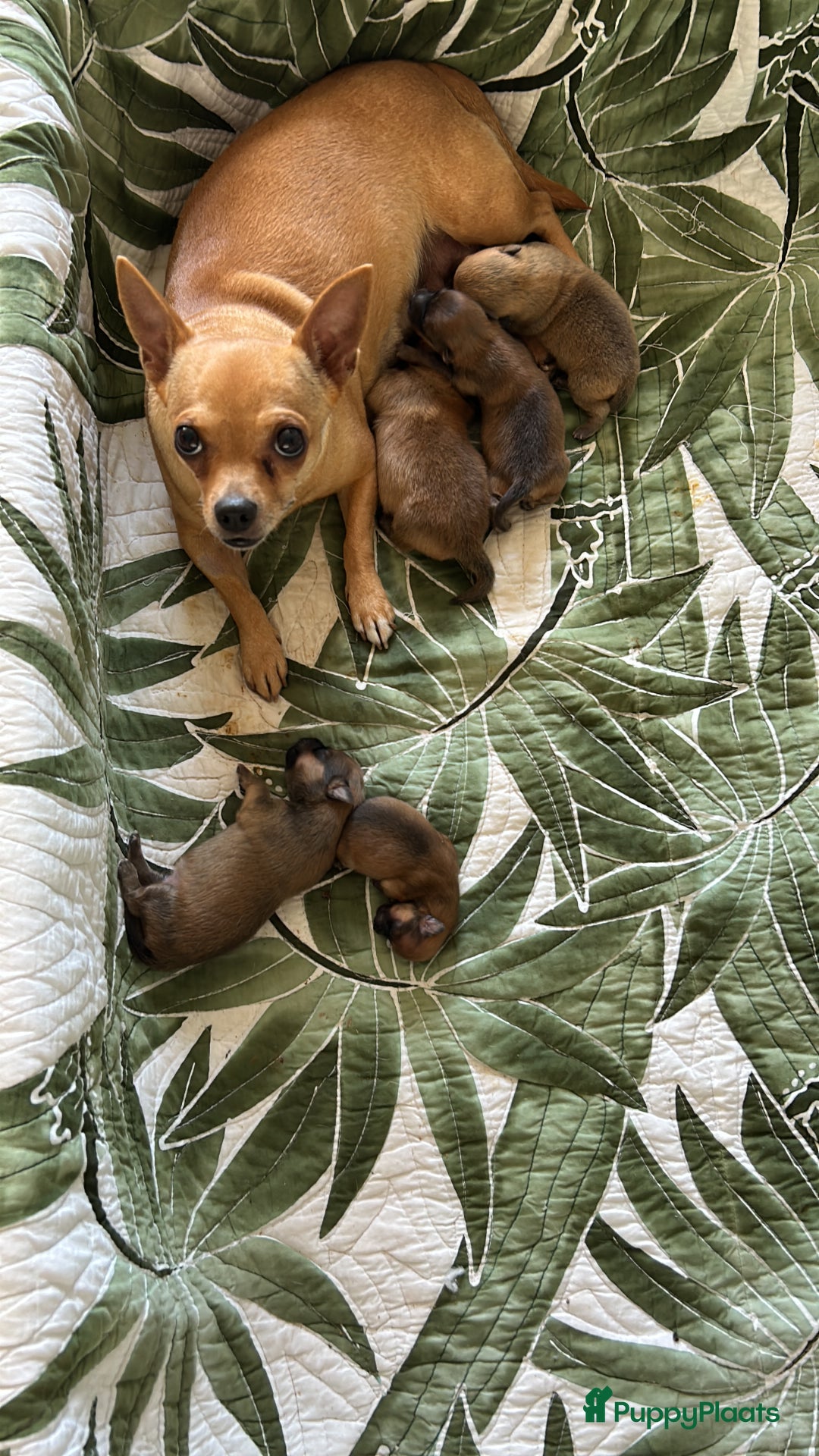 Pomchi honden te koop: Pomchi pups - Afbeelding 4
