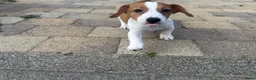 Jack Russel Terriër honden te koop: Nog 1 Jack Russell pupje beschikbaar!  - Advertentie 5