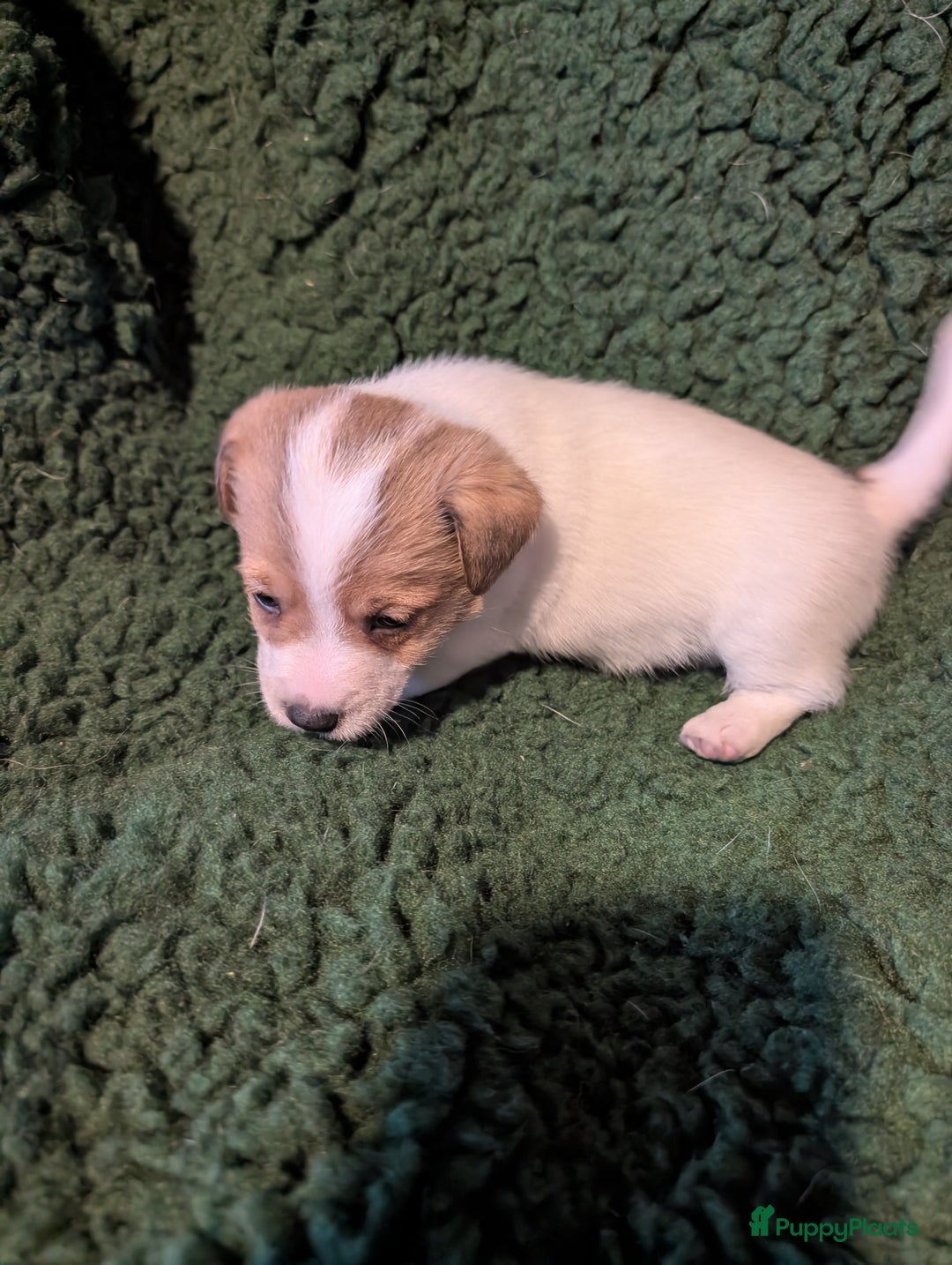 Jack Russel Terriër honden te koop: Jack Russell pups met stamboom  - Advertentie 2