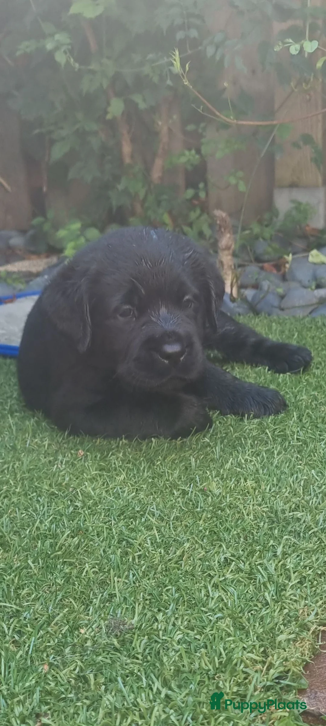 Labrador Retriever honden te koop: Labrador Retriever Pups Met FCI Stamboom - Advertentie 2