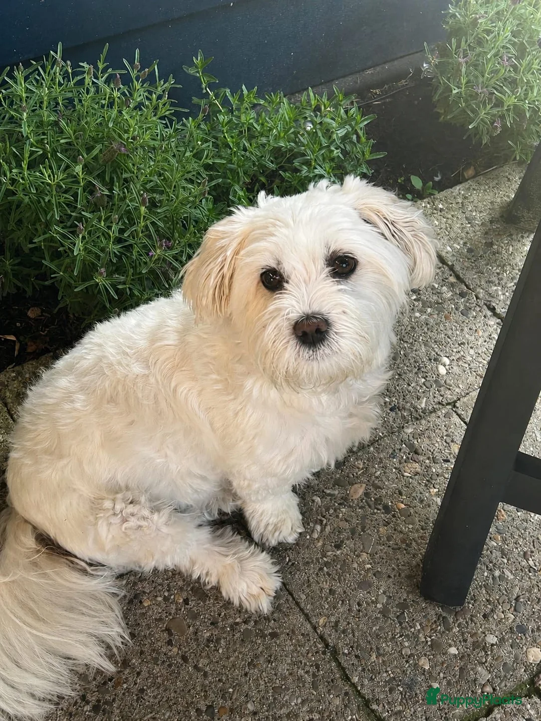 Maltipoo honden te koop: 💙🩷 nestje Maltipoo pups verwacht eind aug💙🩷 - Advertentie 2