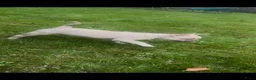Franse Bulldog honden te koop: Franse Bulldog reutje met stamboom  - Advertentie 7