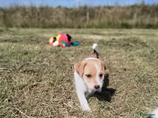 Jack Russel Terriër honden Jack russell pup met Stamboom!! - Advertentie 2