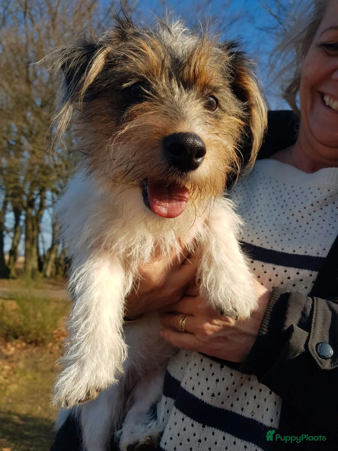 Jack Russel Terriër honden te koop: Prachtige ruwharige Jack Russell pups - Advertentie 1