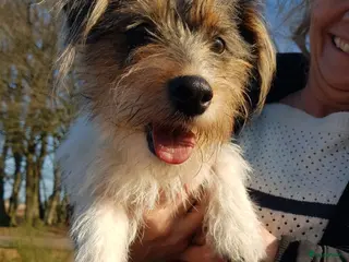 Jack Russel Terriër honden te koop: Prachtige ruwharige Jack Russell pups - Advertentie 2