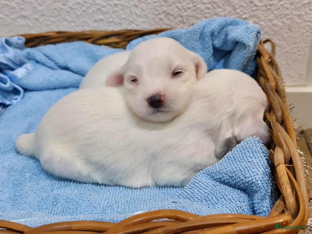 Maltezer honden te koop: 🥰 7 Prachtige Maltezer pups! 🐶 - Advertentie 10