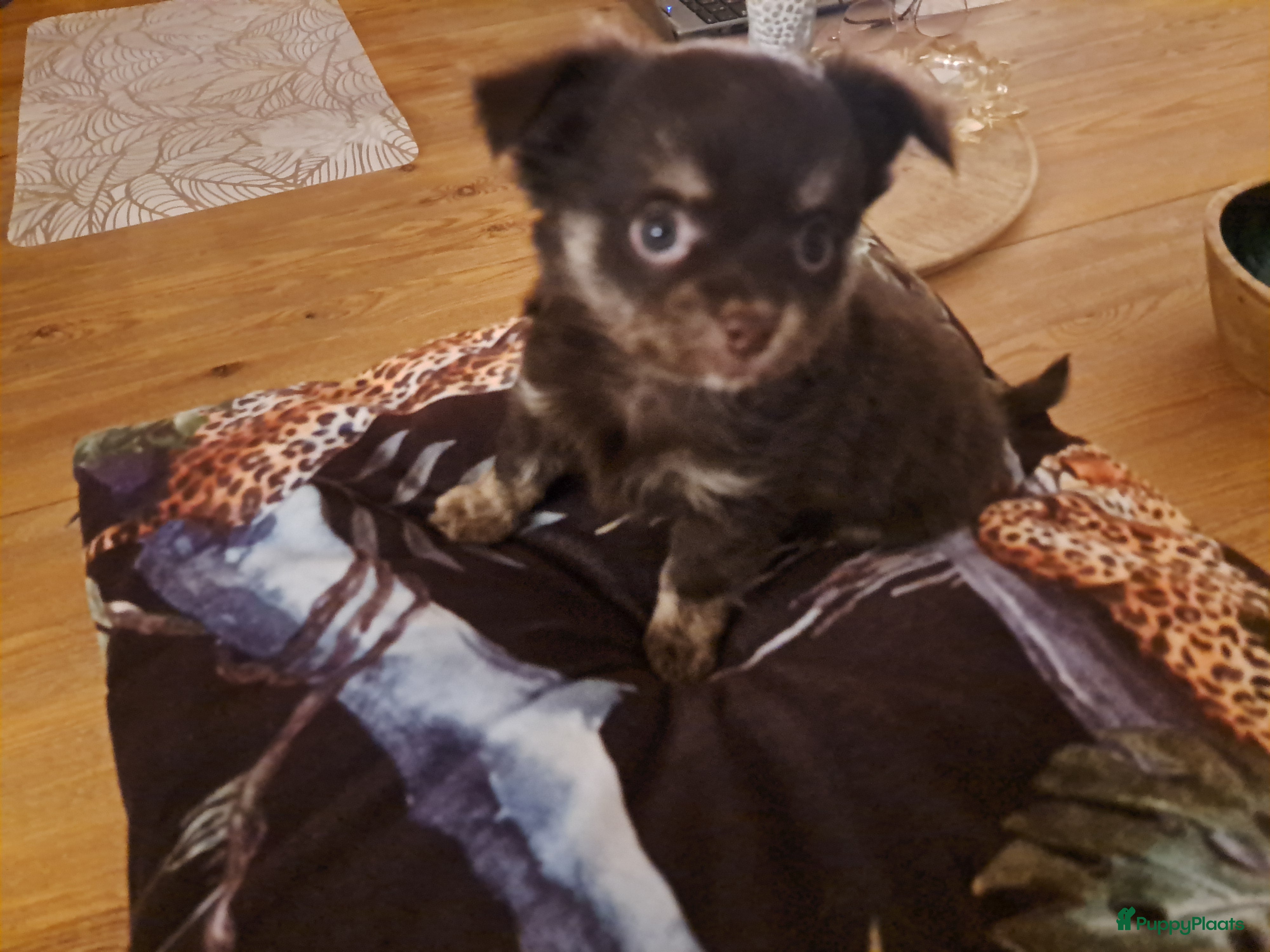 Chihuahua honden Superleuk nestje chihuahua pupjes van 3 - Advertentie 6