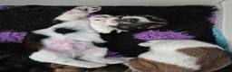 Teckel (langhaar) honden te koop: Dwergteckel laanghaar pups - Advertentie 12