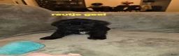 Maltipoo honden te koop: Mooie maltipoo pups 8 weken oud - Advertentie 7