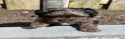 Kruising honden te koop: Lieve Boompoo pups zoeken een nieuw huisje! - Advertentie 6